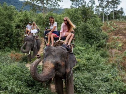 Koronawirus w Tajlandii. Zaskakujące zachowanie ludności wobec słoni!