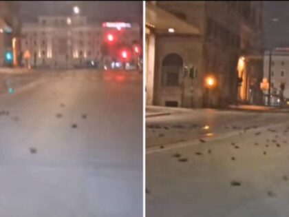 Ogromne ilości martwych ptaków na ulicach Rzymu. Co jest tego przyczyną?