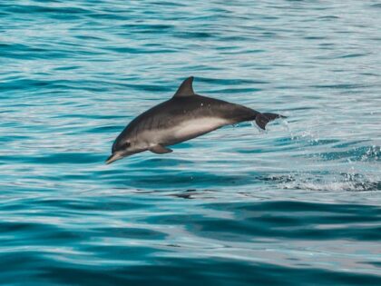 Drony monitorują delfiny! Zagrożony gatunek ma szansę przetrwać