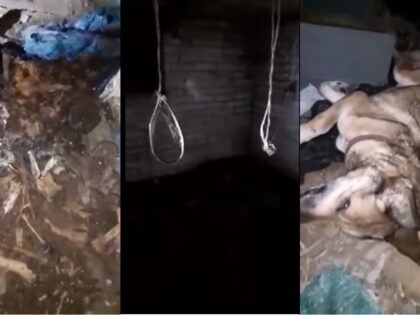 Seniorka stworzyła salę tortur dla zwierząt we własnej piwnicy! Straszne odkrycie w podwarszawskiej miejscowości